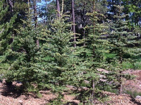 B&B spruce trees Greenleaf Nurseries